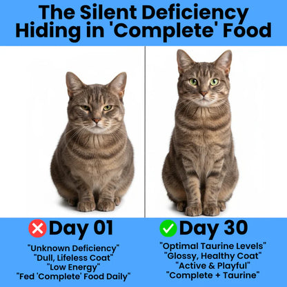 Stop your Cats Silent Deficiency Before It's Too Late!